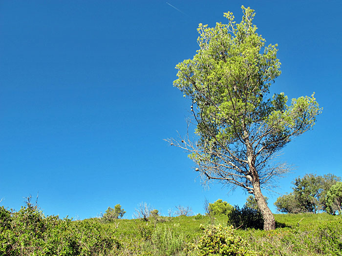 Einsamer Baum