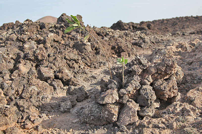 Die wenigen Pflanzen werden mit Steinen gesch&uuml;tzt
