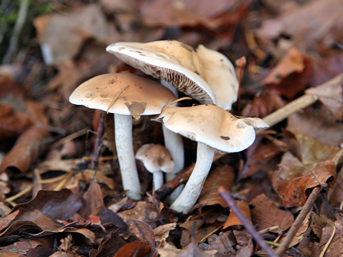 ... sprießen überall die Pilze