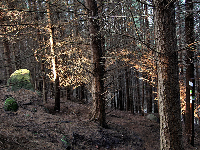 Sonnenstrahlen erhellen den Nadelwald