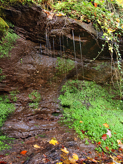 Quellwasser läuft wie ein Vorhang von den Felsen hinab