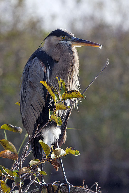 Ein Great Blue Heron wartet auf Beute