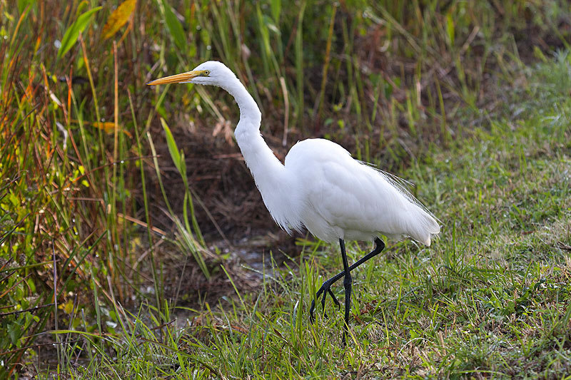 Great White Egret (Casmerodius albus): Silbereiher