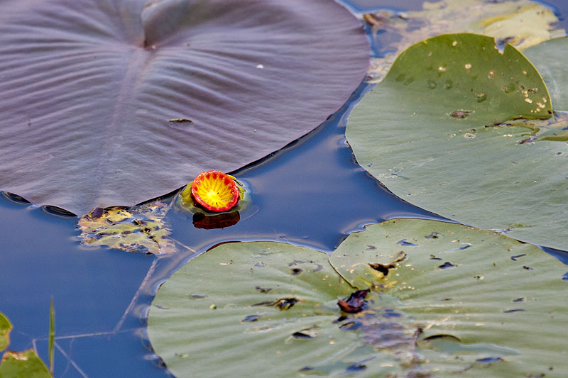Schöne Seerose
