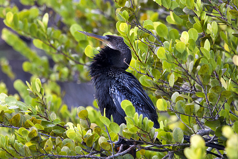 Ein Anhinga, nach dem dieser Trail benannt ist