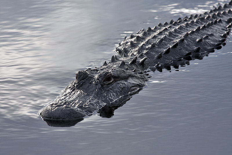 American alligator (Alligator mississippiensis): Mississippi Allichator (Hechtalligator)