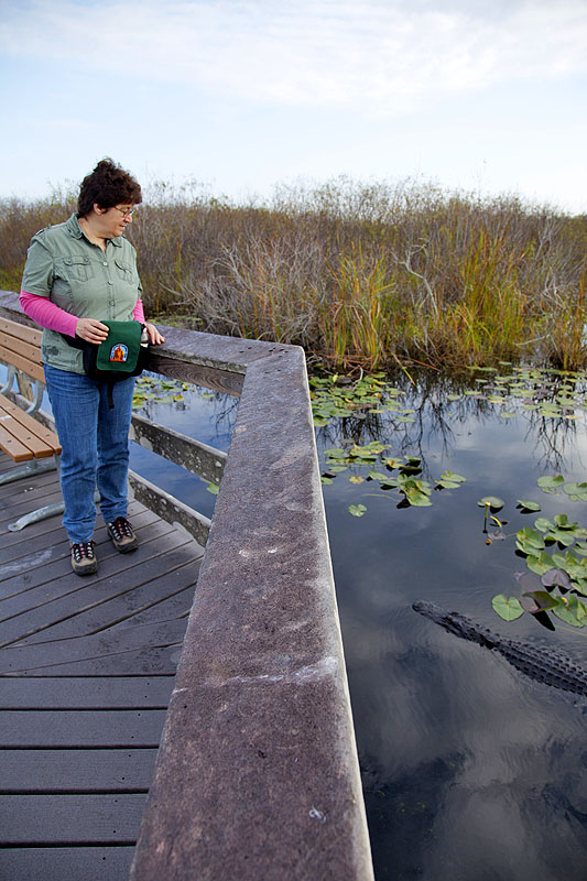 Unser erster Alligator in freier Natur
