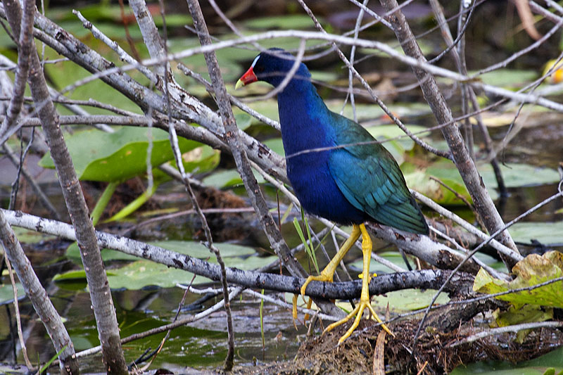 American Purple Gallinule (Porphyrula martinica): Zwergsultanshuhn