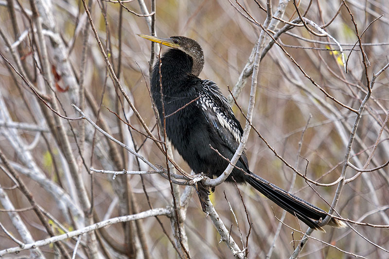 Anhinga (Anhinga anhinga), oder auch Snakebird, Darter, American Darter, oder Water Turkey: Schlangenhalsvogel