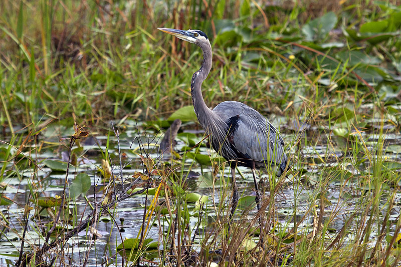 Great Blue Heron (Ardea herodias): Amerikanischer Graureiher oder auch Kanadareiher
