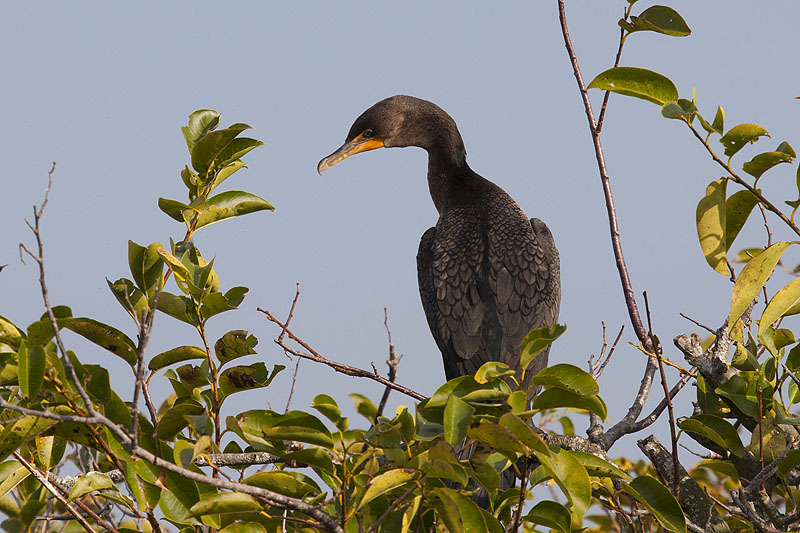 Double-crested Cormorant (Phalacrocorax auritus): Kormoran