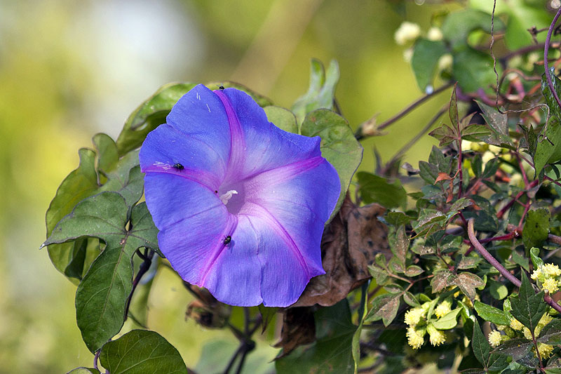 Schöne Blüte lockt Fliegen an