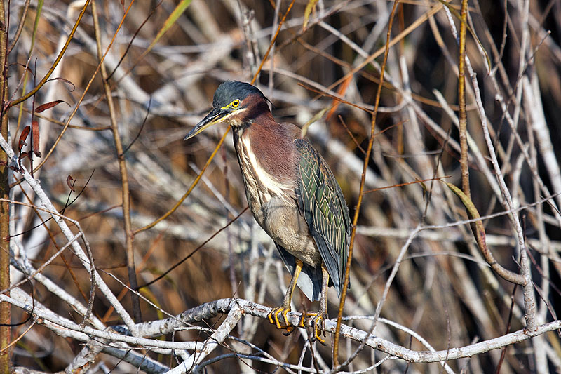 Ein Green Heron [Grünreiher (Butorides virescens)]
