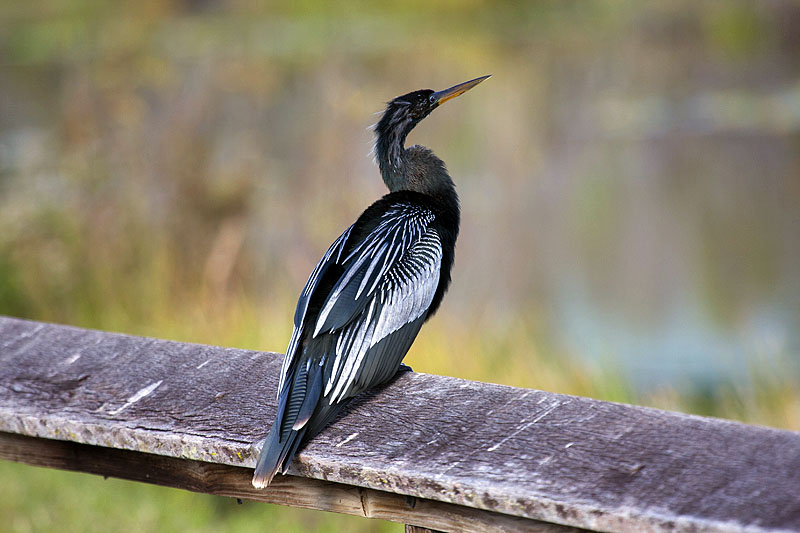 Anhinga