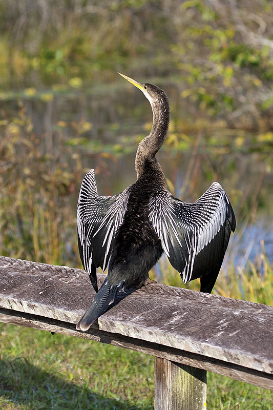 Anhingas produzieren keine schützende Fettschicht für die Federn ...