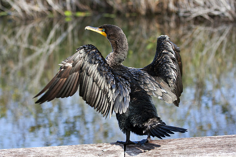 Auch Kormorane trocknen ihre Flügel