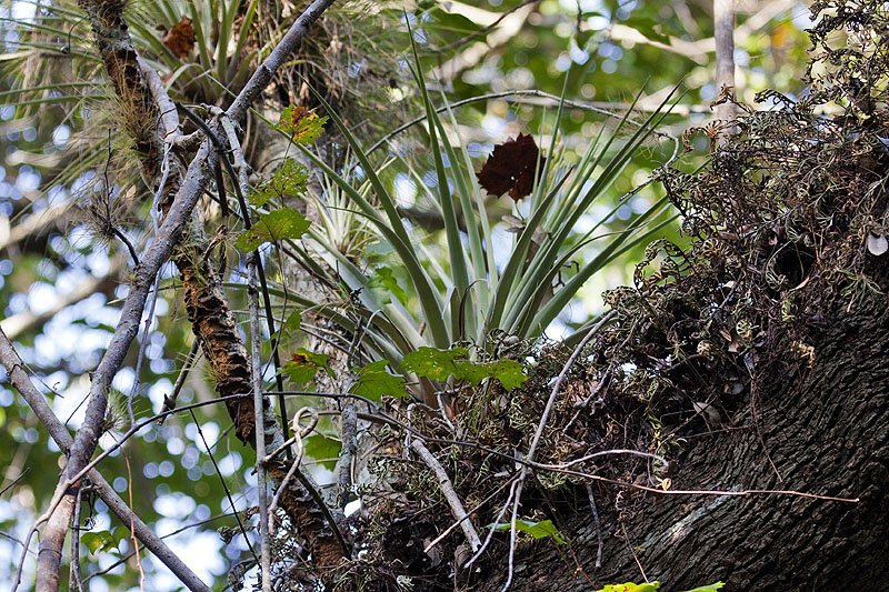 Überall auf den Bäumen findet man Epiphyten