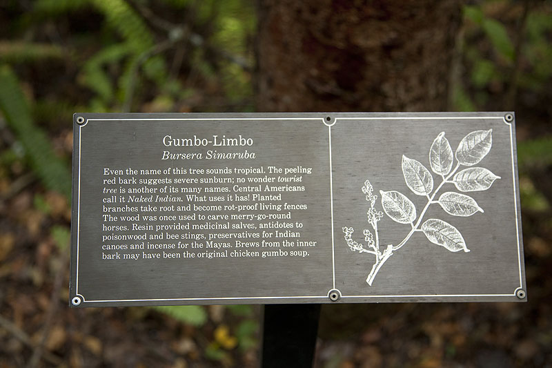 Hauptsächlich, wie der Name schon sagt, Gumbo Limbos