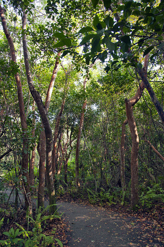 Auf dem Gumbo Limbo Trail gibt es nur Pflanzen zu bestaunen