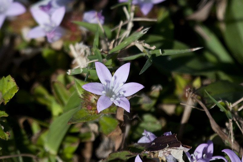 Wir haben hier hauptsächlich Blumen gesehen
