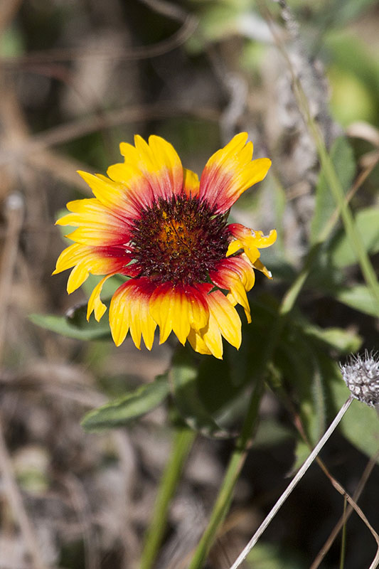 Gaillardia (Gaillardia aristata): Kokardenblume