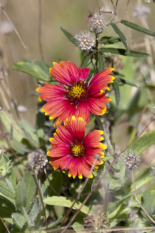 Firewheel, Indian blanket, Indian Blanketflower, or Sundance (Gaillardia pulchella): Einjährige Kokardenblume