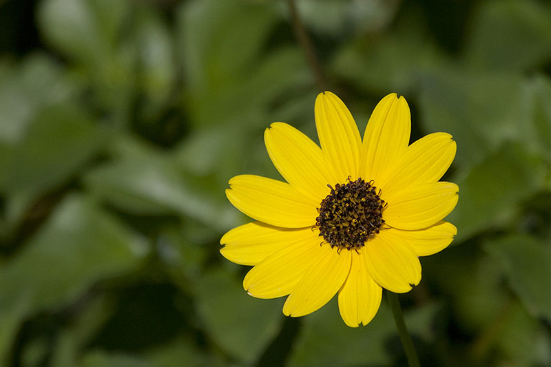 Soft Greeneyes (Berlandiera pumila): Schokoladenblume