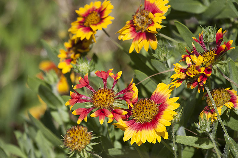 Kokardenblumen