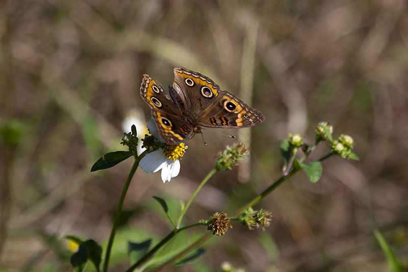 Schöner Schmetterling