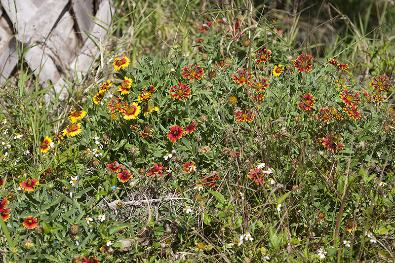 Überall stehen Kokardenblumen
