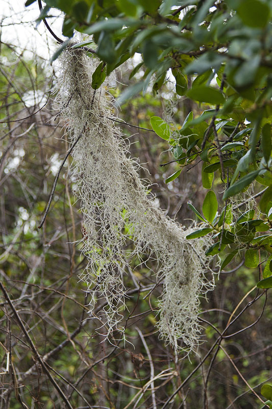 Überall hängt das Spanish Moss in den Bäumen