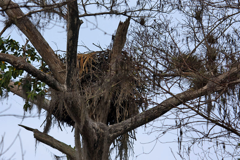 Verlassenes Nest eines Weißkopf-Seeadlers