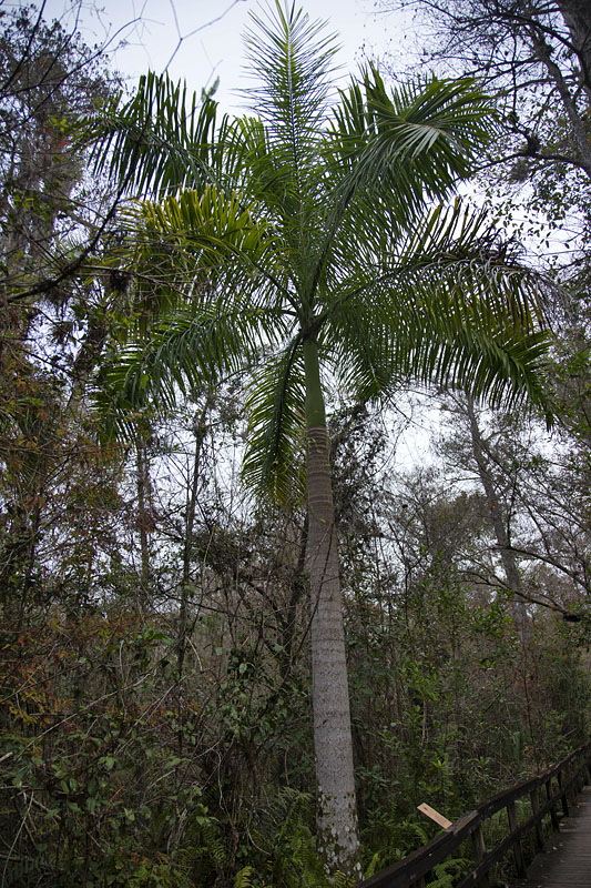 Eine Royal Palm