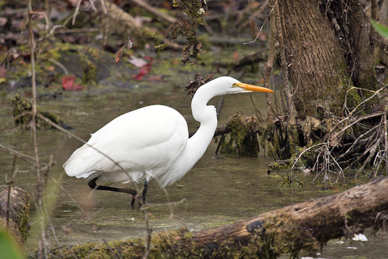 Big White Egret