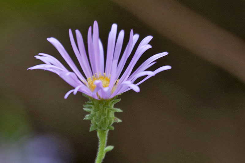 ... und schöne Blümchen