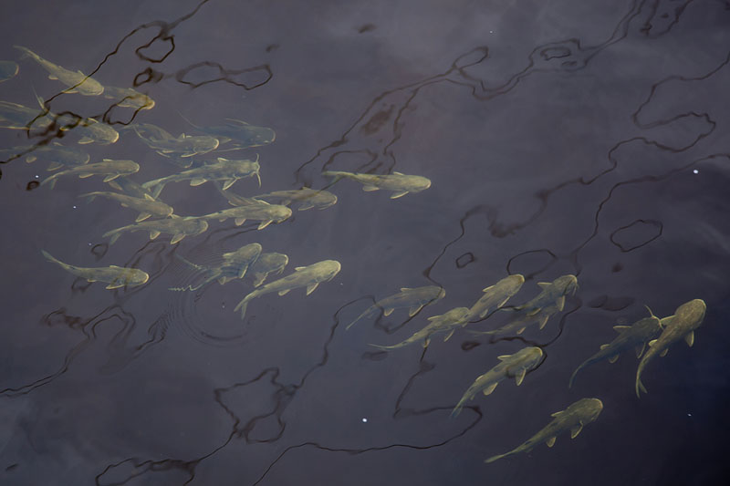 Dafür hat es einige Fische ...