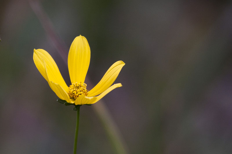 ... blühen einige Blumen um die Wette
