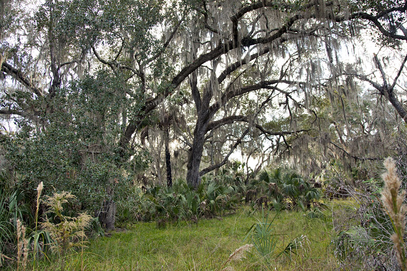 Spanish Moss hängt überall an den Bäumen