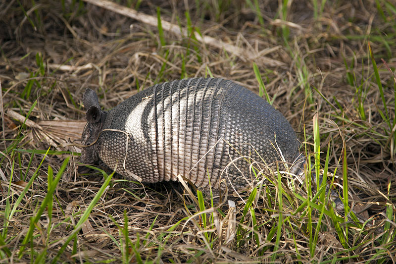 Nine-banded Armadillo (Dasypus novemcinctus): Neunbinden-Gürteltier 