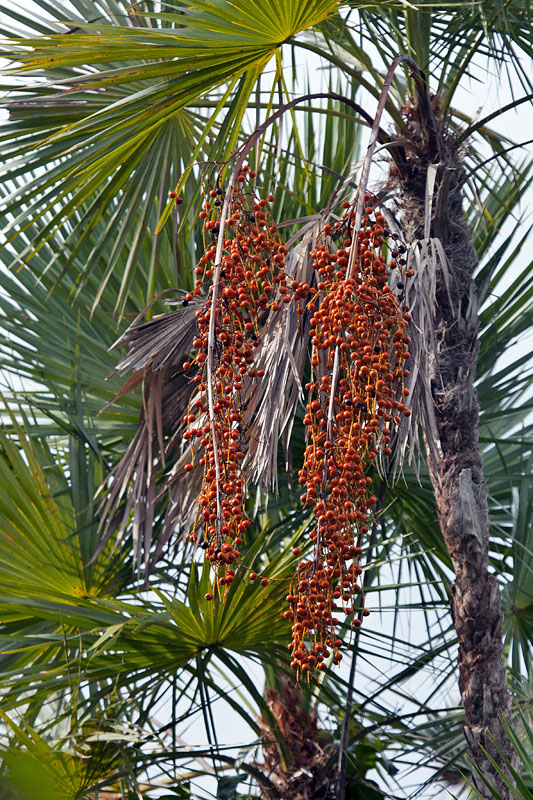 Die Früchte einer Palme