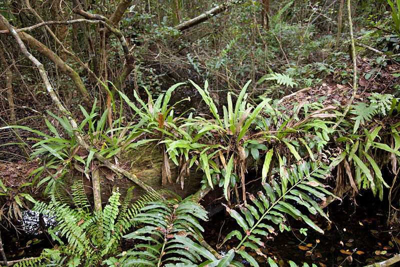 Epiphyten besetzen die morschen Stämme