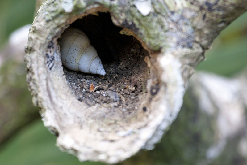 Wie kam die Schnecke bis ins Astloch?