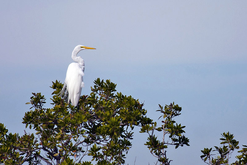 Big White Egret