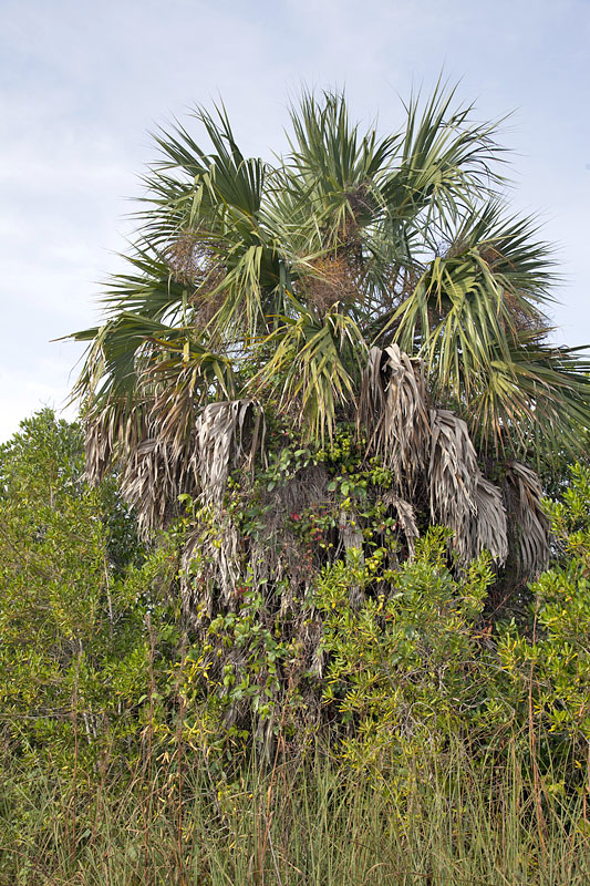 Zugewachsene Palme