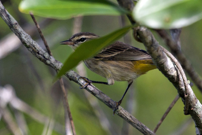 Singvogel im Gebüsch