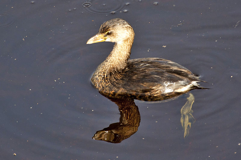 Diese Ente ist sehr flott unter Wasser unterwegs
