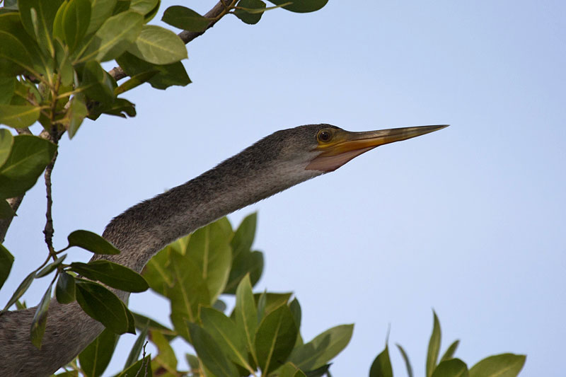 Ein Anhinga macht den Hals lang