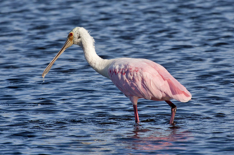 Roseate Spoonbill (Platalea ajaja): Rosa Löffler