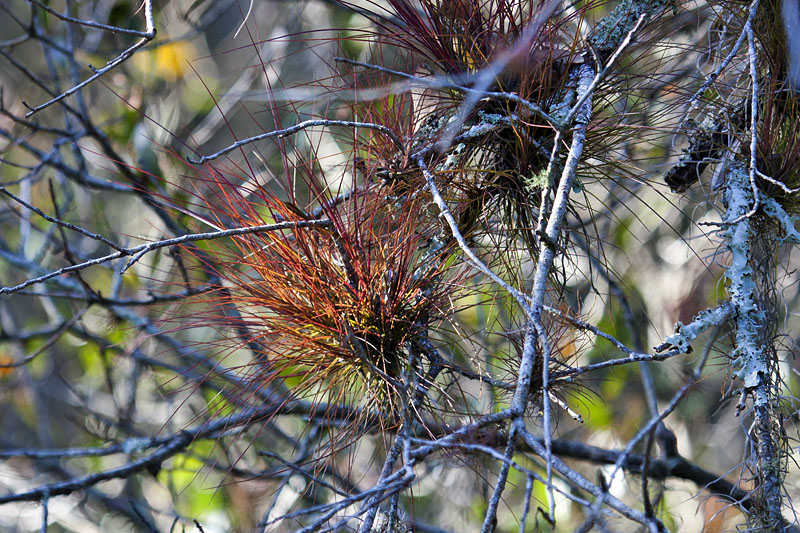 Vom Turm aus sieht man z. B. einige Epiphyten in den nahen Ästen ...