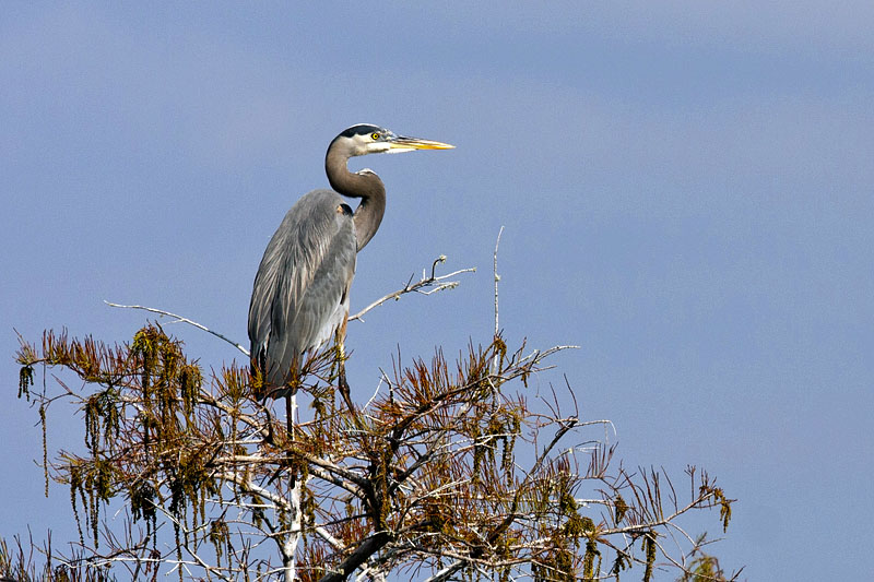 Ein Graureiher (Great Blue Heron)